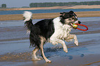 spielender Border Collie