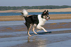 rennender Border Collie