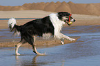 spielender Border Collie