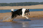 Border Collie rennt durchs Wasser