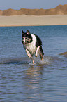 rennender Border Collie