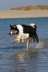 rennender Border Collie