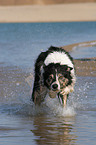 Border Collie rennt durchs Wasser