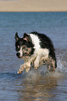 rennender Border Collie