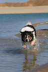 rennender Border Collie