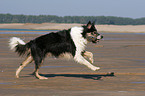 rennender Border Collie