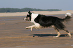 rennender Border Collie