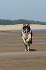 rennender Border Collie