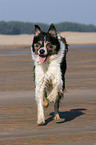 rennender Border Collie