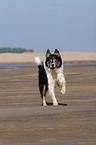 rennender Border Collie