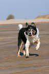 rennender Border Collie