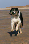 spielender Border Collie