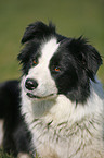 Border Collie Portrait