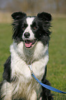 Border Collie Portrait