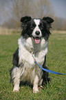 sitzender Border Collie