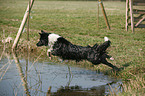 Border Collie sptringt ins Wasser