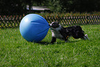 spielender Border Collie