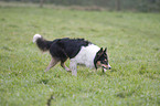 Border Collie bei der Htearbeit