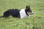 Border Collie bei der Htearbeit