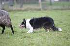 Border Collie bei der Htearbeit