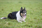 Border Collie bei der Htearbeit