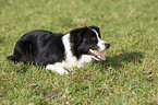 Border Collie bei der Htearbeit