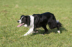 Border Collie bei der Htearbeit