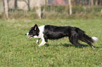 Border Collie bei der Htearbeit