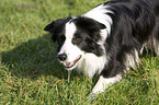 Border Collie bei der Htearbeit