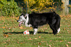 spielen mit Border Collie