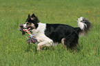 spielender Border Collie