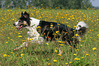 rennender Border Collie auf Blumenwiese