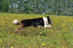 rennender Border Collie auf Blumenwiese