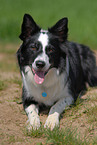 liegender Border Collie