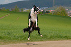 springender Border Collie