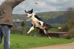 springender Border Collie