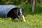 Border Collie beim Agility