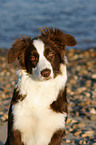 Border Collie Portrait