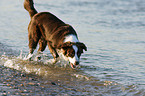 rennender Border Collie