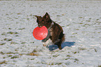 Border Collie spielt im Schnee