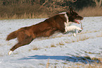 Border Collie spielt im Schnee