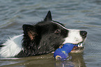 schwimmender Border Collie