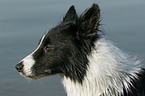 Border Collie Portrait