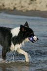 Border Collie