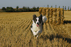 rennender Border Collie