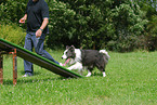 Border Collie beim Agility