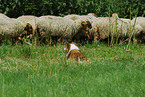 Border Collie htet Schafe