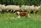 Border Collie htet Schafe