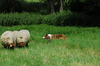 Border Collie htet Schafe