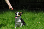 sitzender Border Collie